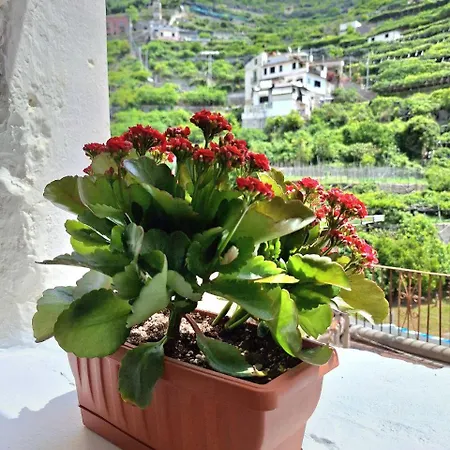 Al Panorama *